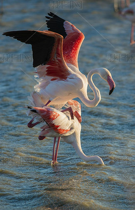 Flamingos (Phoenicopteridae), mating, Camargue, Southern France, France, Europe