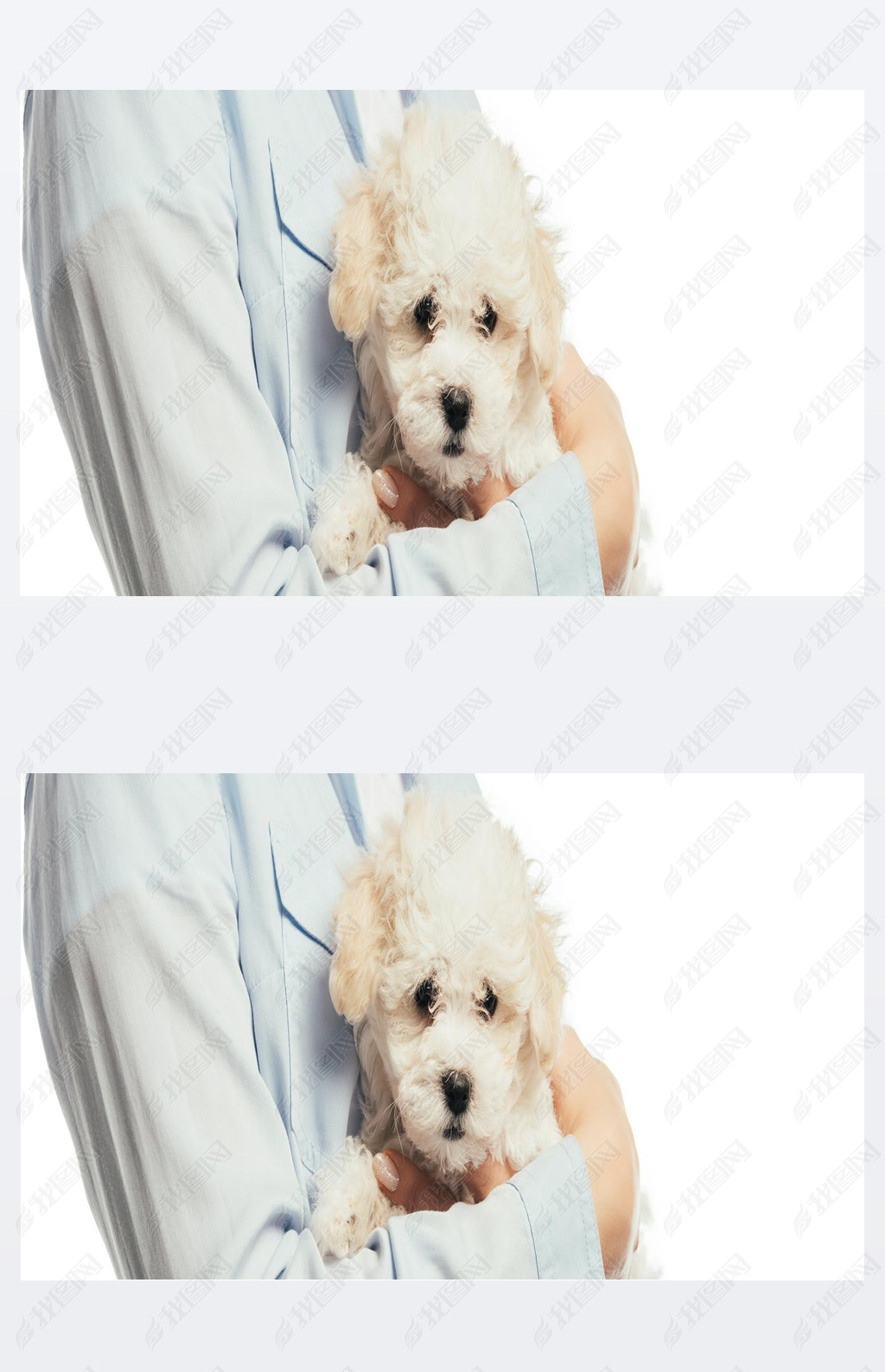 panoramic shot of woman holding Hanese puppy isolated on white