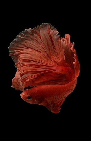 红色 暹罗战斗鱼贝塔泰国鱼运动