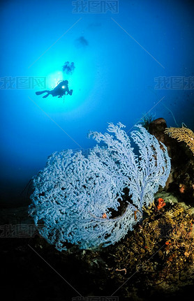 Blue rare Sea fan Subergorgia sp. in Gorontalo, Indonesia.