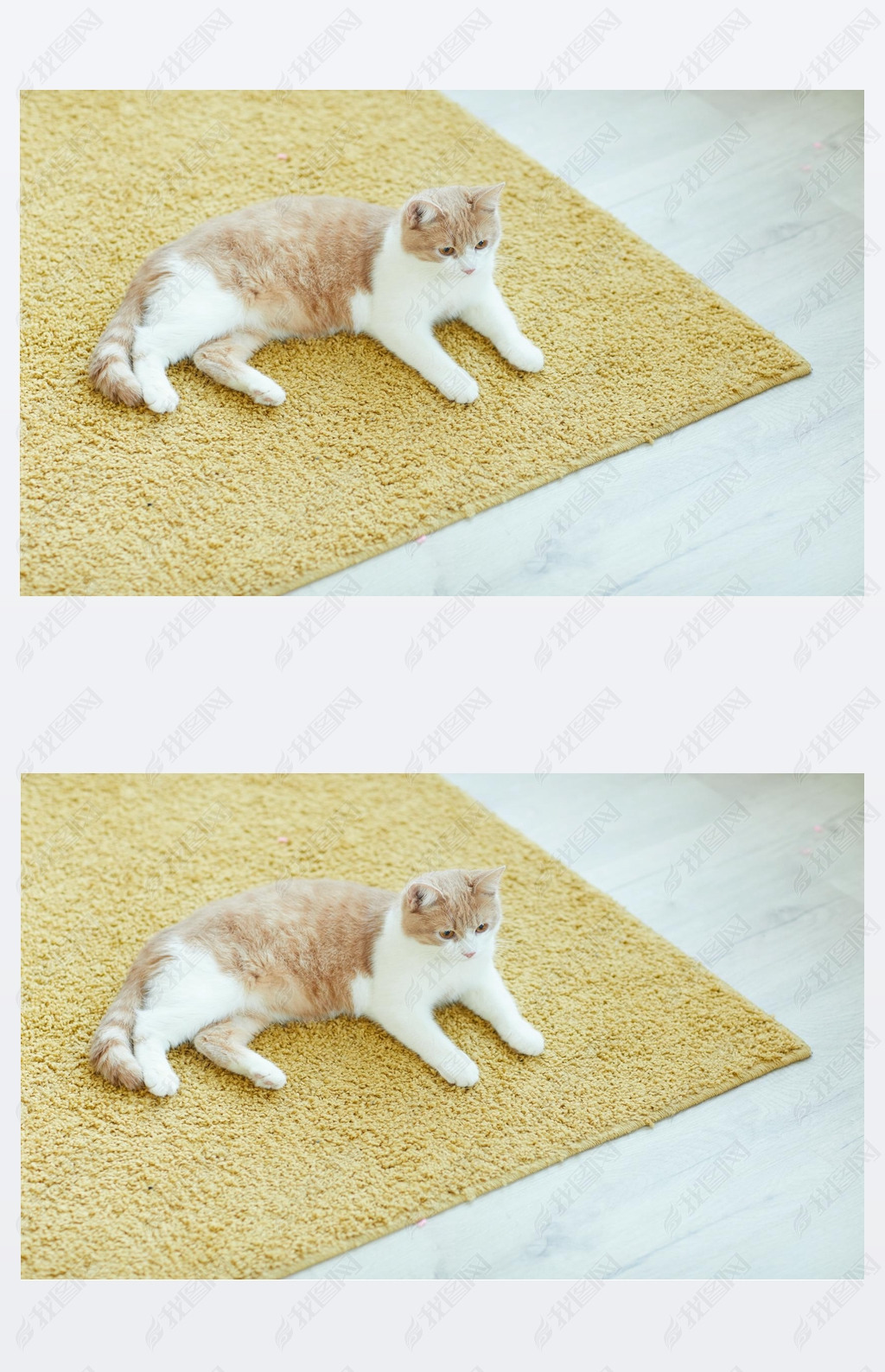 Cat resting on the carpet