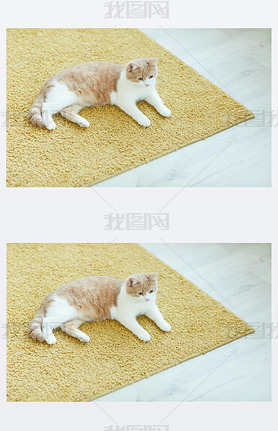 Cat resting on the carpet