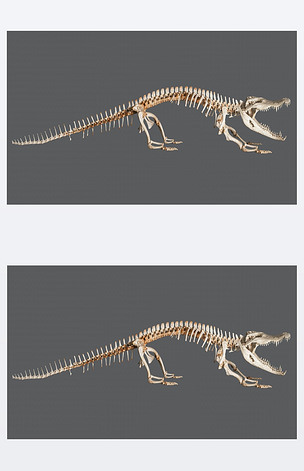 原创鳄鱼骨架被隔离版权可商用
