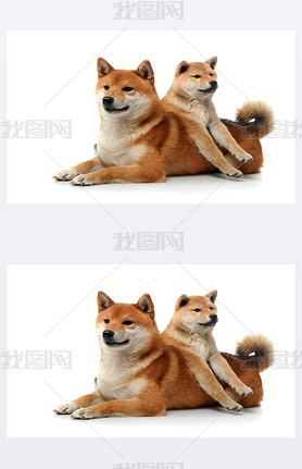 ɫĵϵ shiba inu 