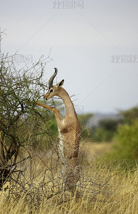 GerenukWaller's Gazelle, litocranius walleri, male standing on Hind Legs, eating Lees, Samburu Pa