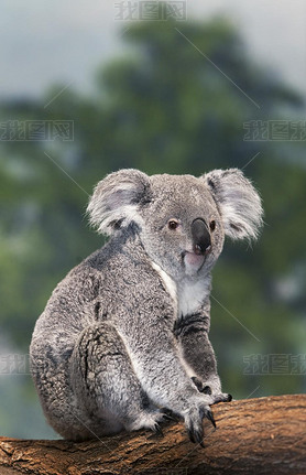 (Koala phascolarctos cinereus)