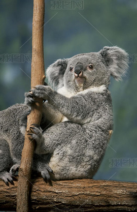 Koala, phascolarctos cinereus, Mother with Young sitting on Branch  