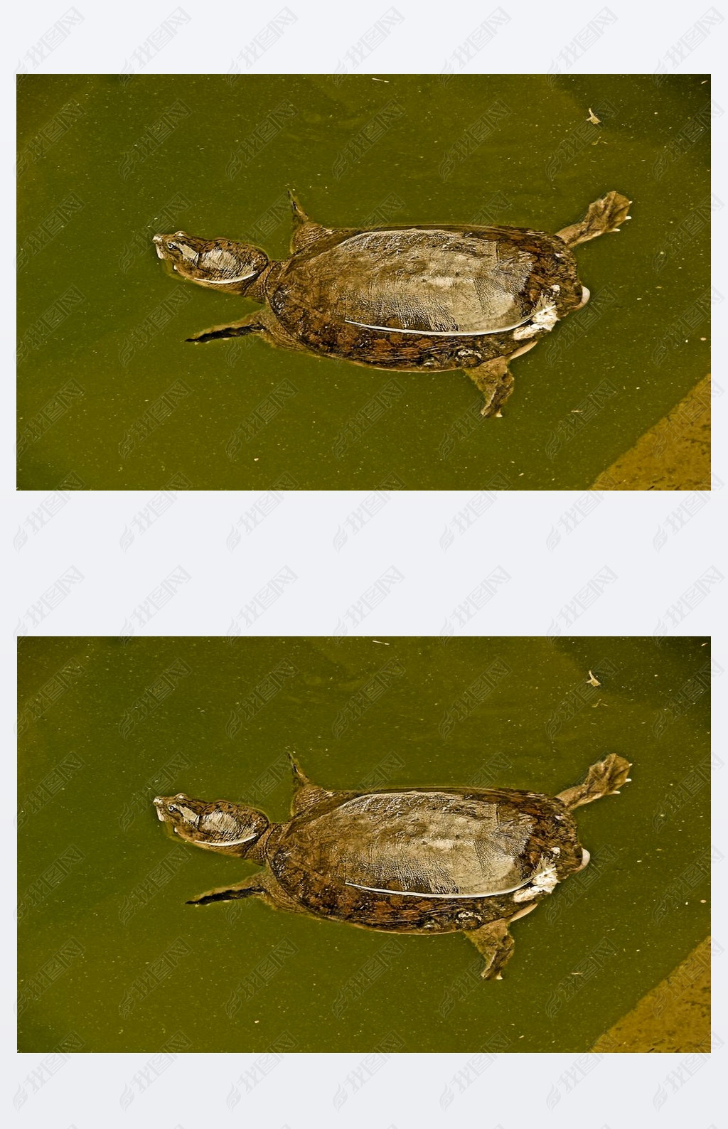 Indian flapshell turtle in water