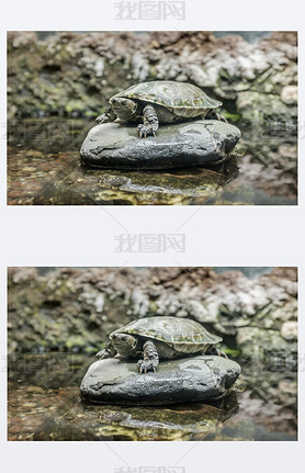 Specimen of European turtle on a rock inside a terrarium