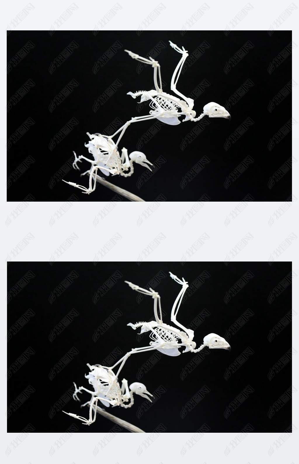 原创麻雀鸟骨架与黑色背景的对比版权可商用