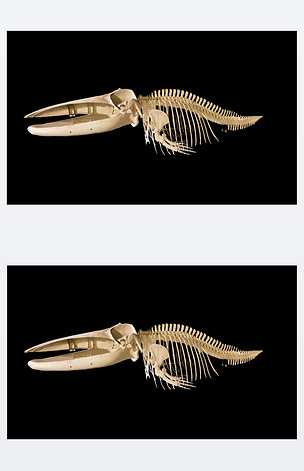 独角鲸骨骼图片
