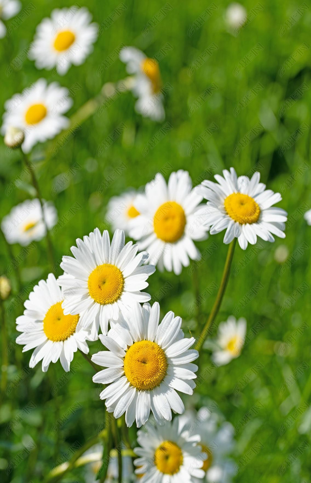 花的玛格丽特白菊在草地上