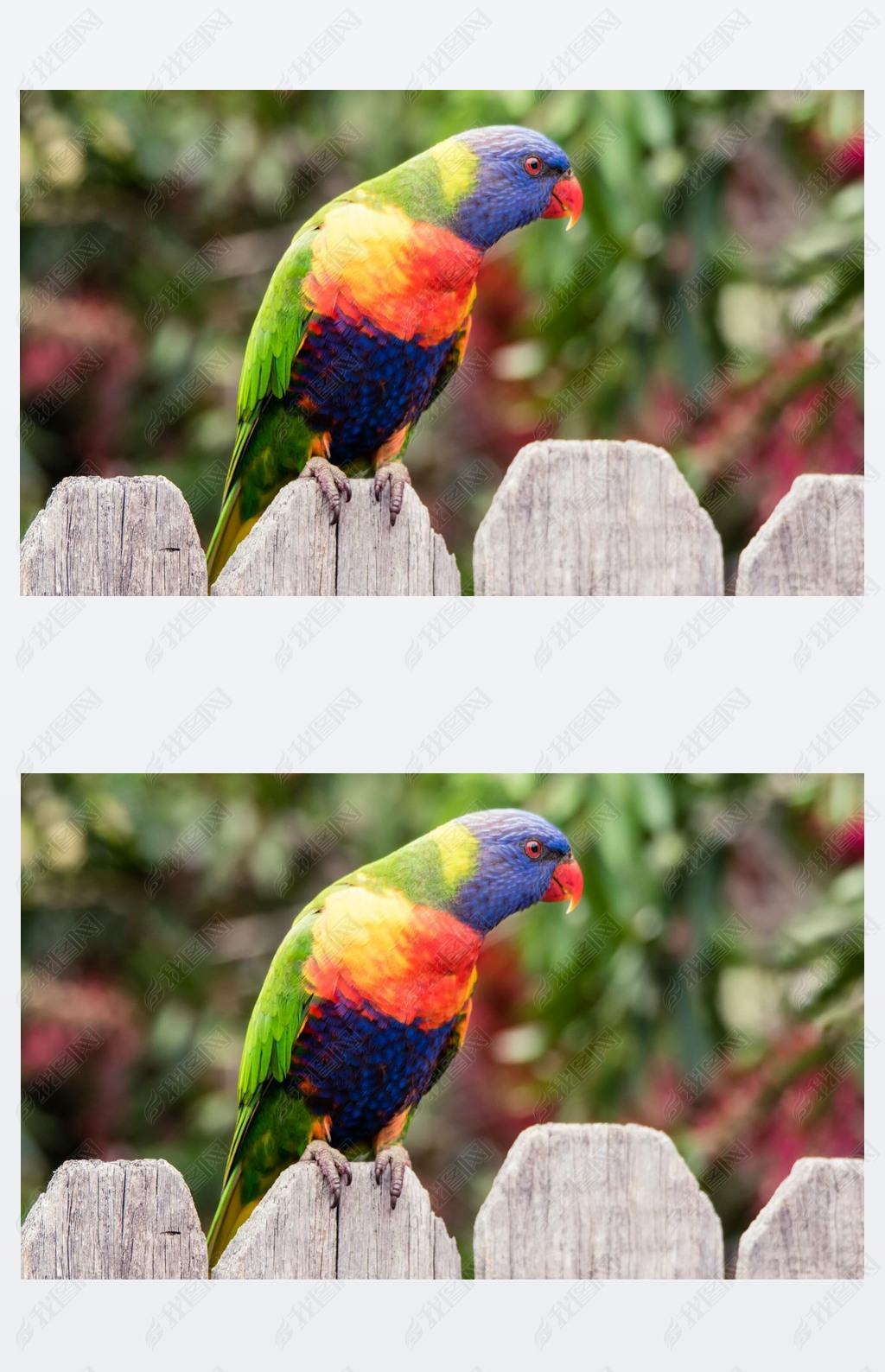 Rainbow Lorikeet on the timber fence at Woy Woy Woy, NSW, Australia