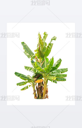Banana trees, tropical tree in the northeast of Thailand isolate