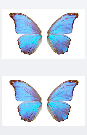 蓝蝴蝶翅膀
