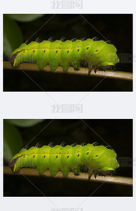 Tasar Silkmoth  Antherea myllita, ر, ӡʩ,