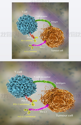 ߼Ƽڰ֢еӦã3D˵PD-1PD-L1ƼϸPD-1ϣʹTϸֻ