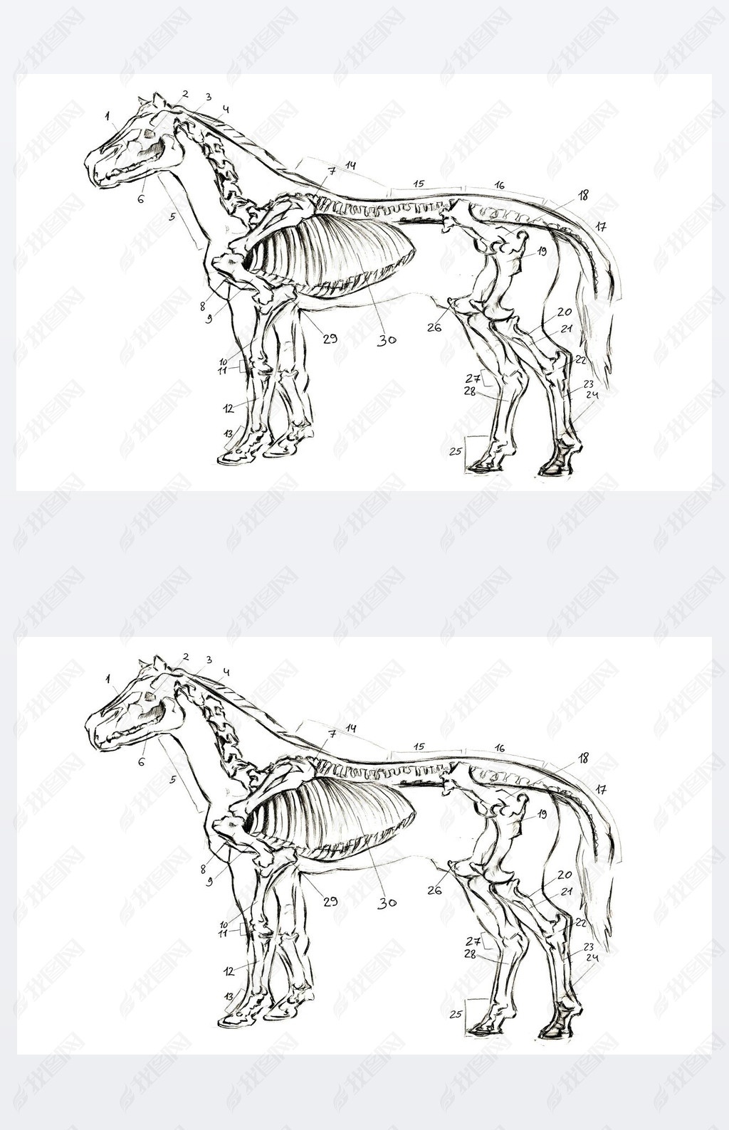 ͼѧȻͼ⡣ ǦʻĶͷ Scince, zoology