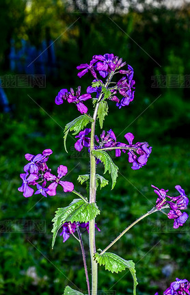 Lunaria annua- -ҲΪ