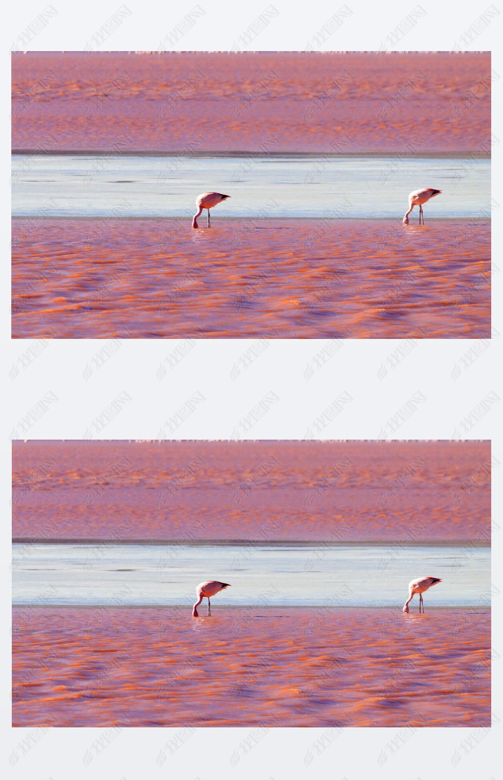 άLaguna Colada flamingos