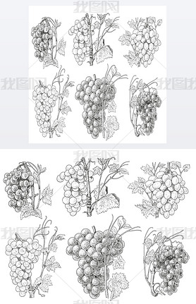 Grapes illustration