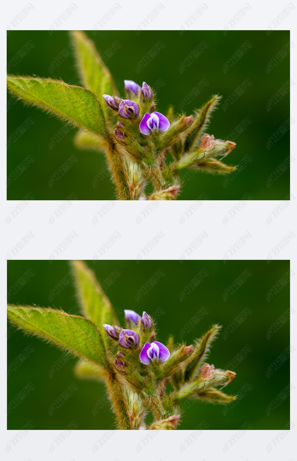 Soy flowers in sunny field. Green growing soybeans