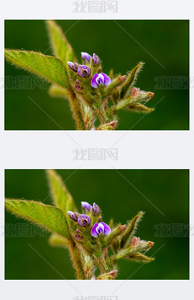 Soy flowers in sunny field. Green growing soybeans