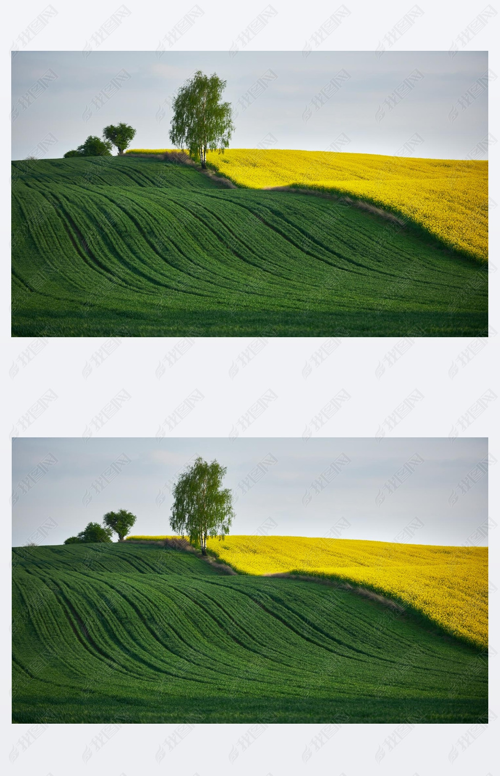 Rapeseed field and grain field with a tree growing on their border