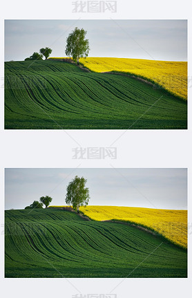 Rapeseed field and grain field with a tree growing on their border