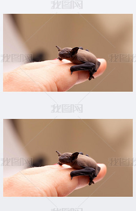 Cute Baby Bat