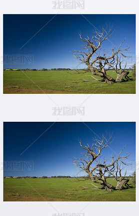 Grass field with bizarre dead tree