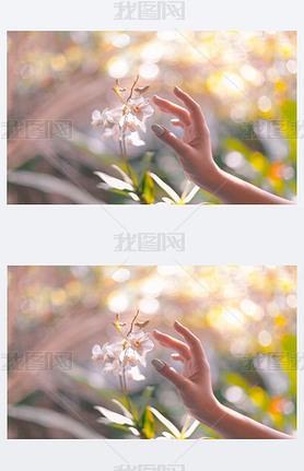 woman hand and flower on green field at sunny day
