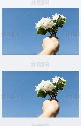 Apple blossom over nature background, beautiful spring flowers