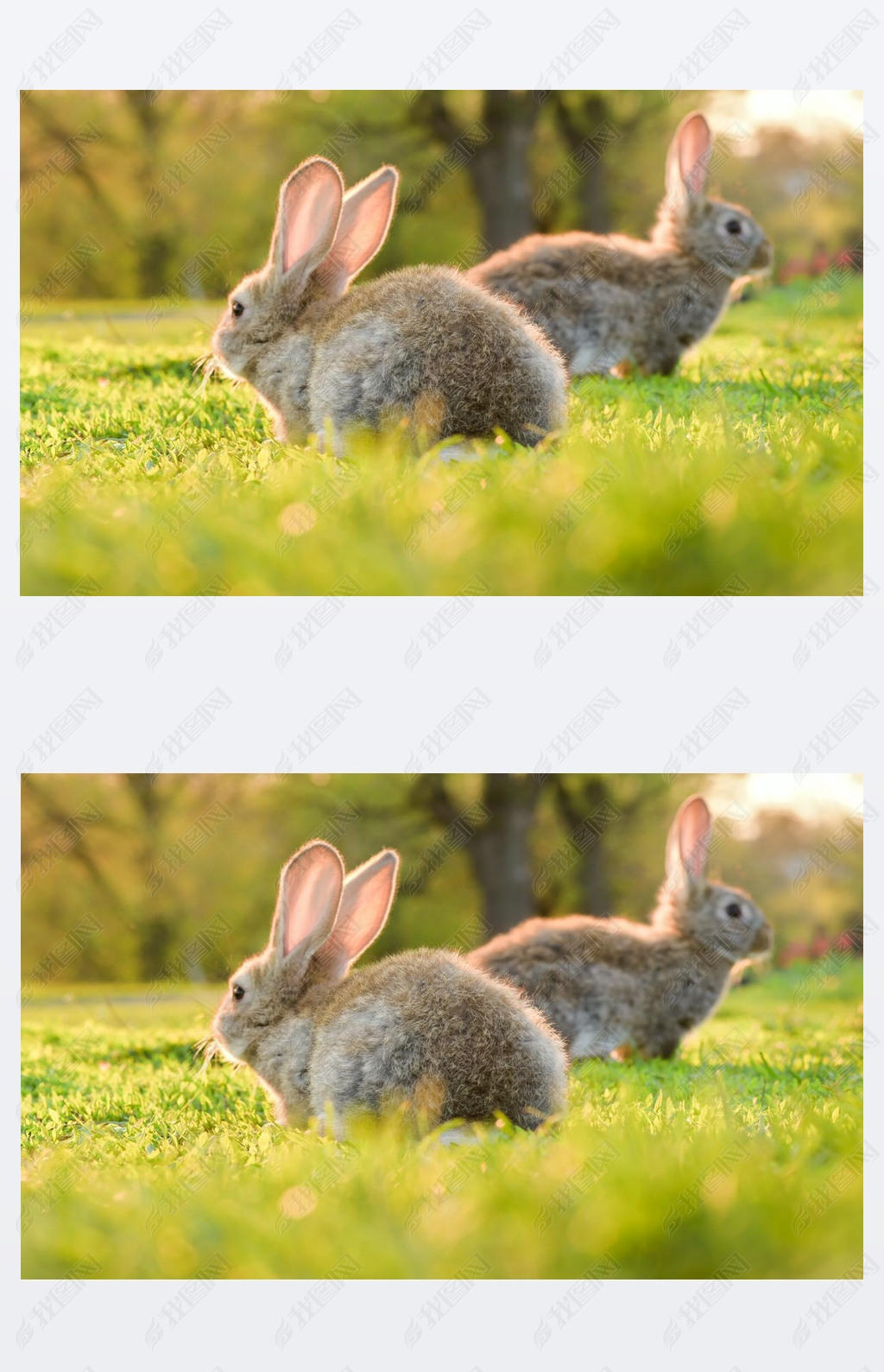 Cute baby rabbit on a green lawn sunshine. Little rabbit on green grass in summer day