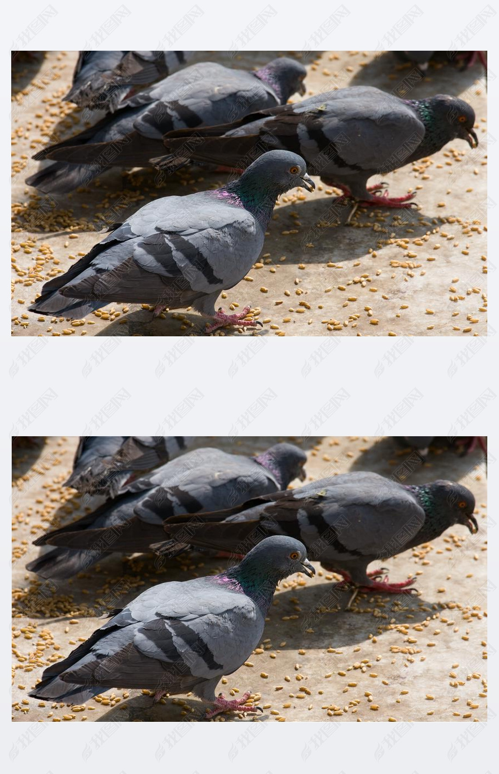 Pigeon on the ground