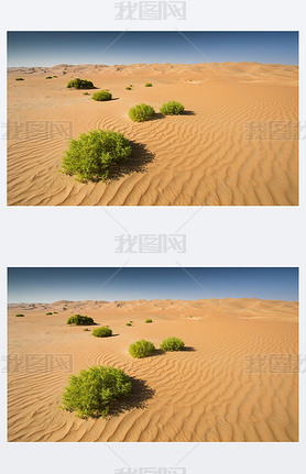 Green bushes in a desert of Abu Dhabi