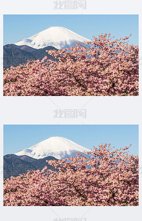 Kawazu Sakara and Mountain Fuji