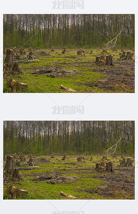 Cut pine trees on the side of wood, forest disaster.