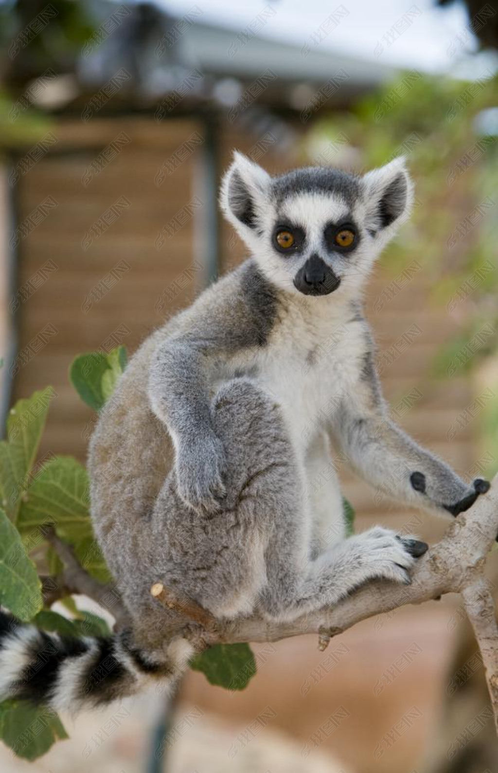 Ring-tailed Lemur