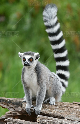 Ring-tailed lemur