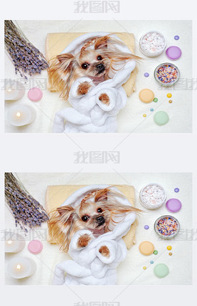 Pretty Yorkshire Terrier dressed in bathrobe laying at the SPA p