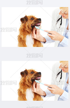 Vet brushing dog's teeth