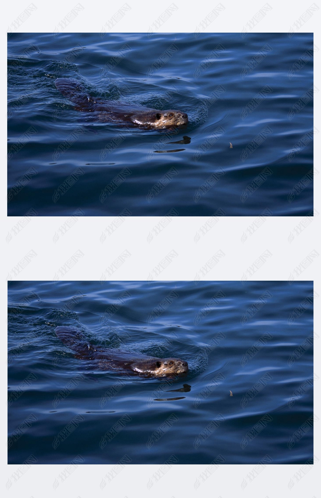 Beer Swimming In Water