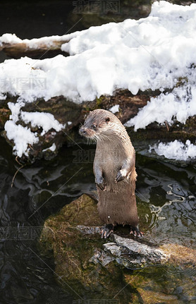 Lutra lutra standing on a rock, otter close-up image standing on a rock