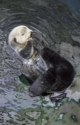 Portugal, Lisbon, Lisbon Oceanarium, sea otter