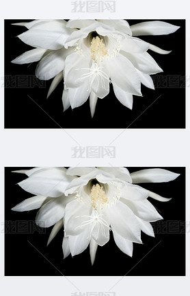 Night Blooming Cereus. Also known as Queen of the Night on black