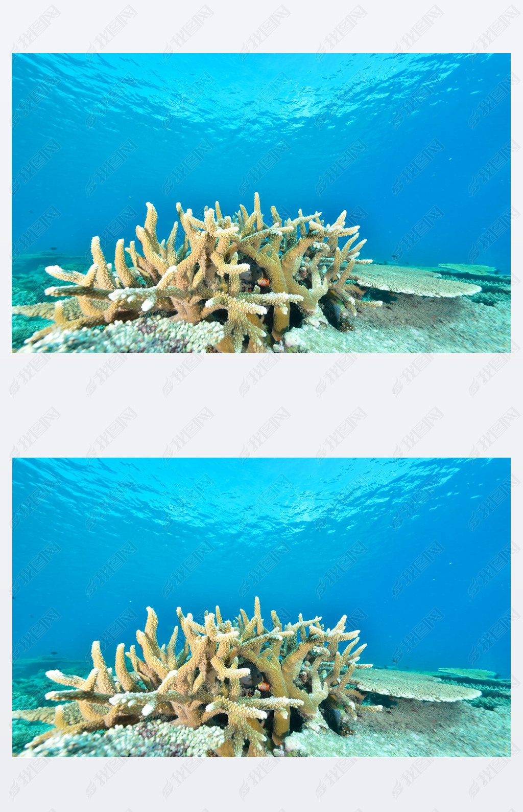 Sea or ocean underwater with coral reef