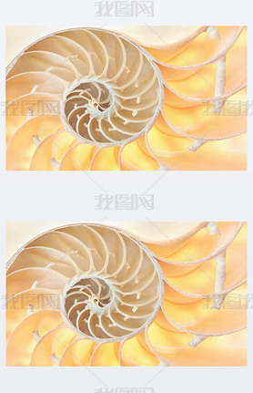 Nautilus shell, golden section background