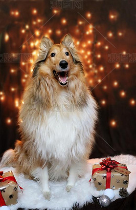 Photo of collie dog in christmas time