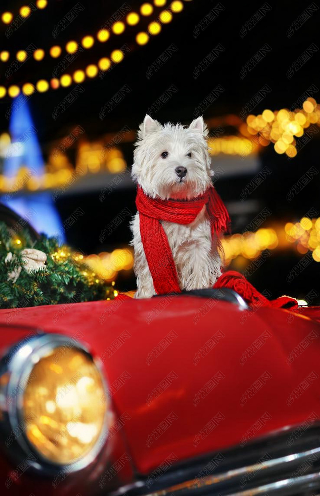 West highland dog sitting on the decoared retro car trunk